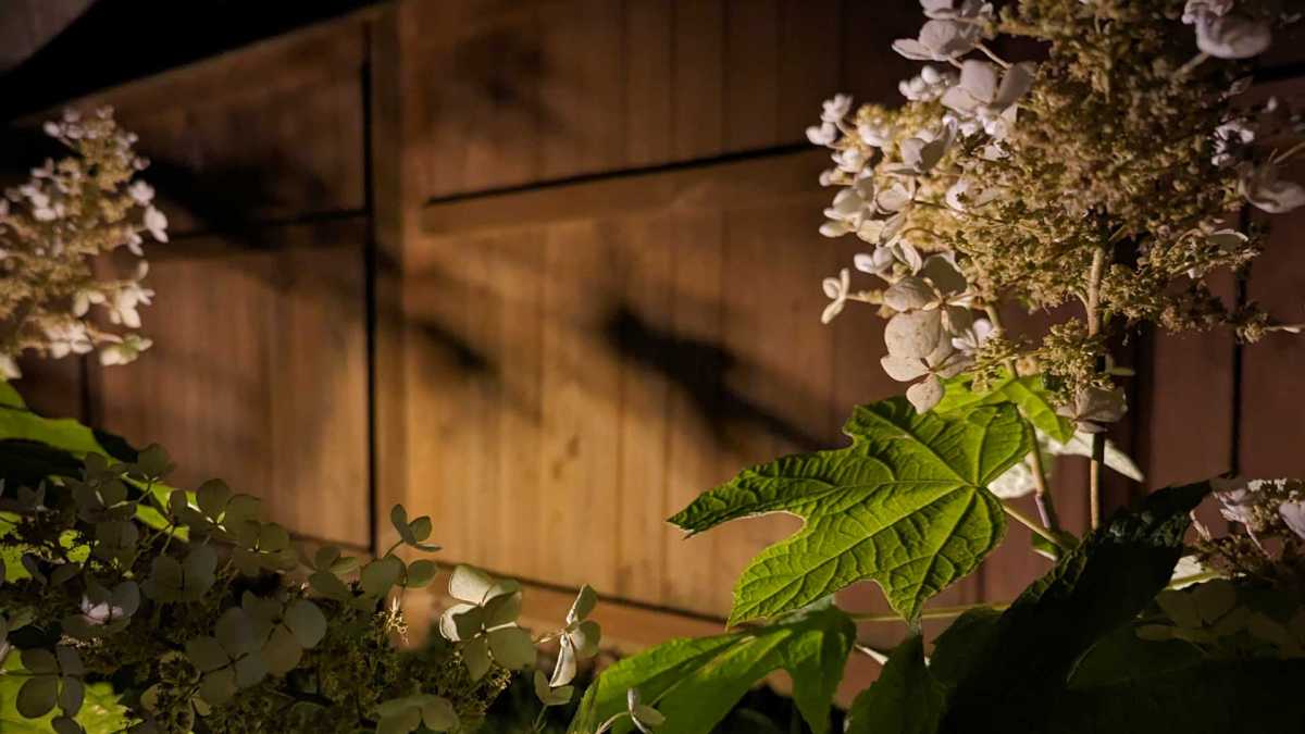Low voltage outdoor lighting spotlights your landscape