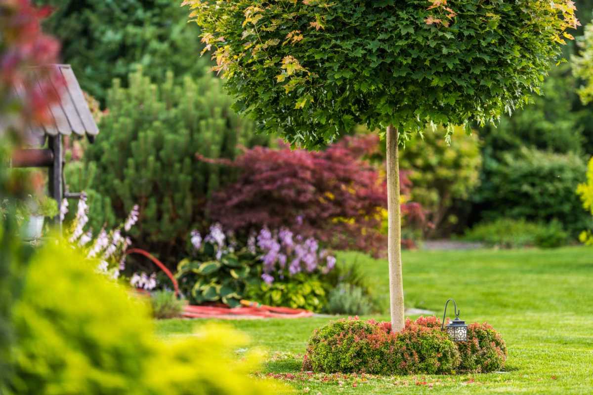 Plant specimen trees for visual interest that won't outgrow their space.