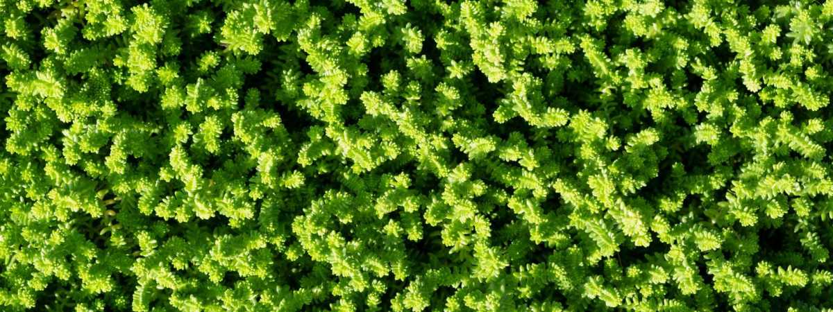Sedum can make a great low maintenance ground cover.