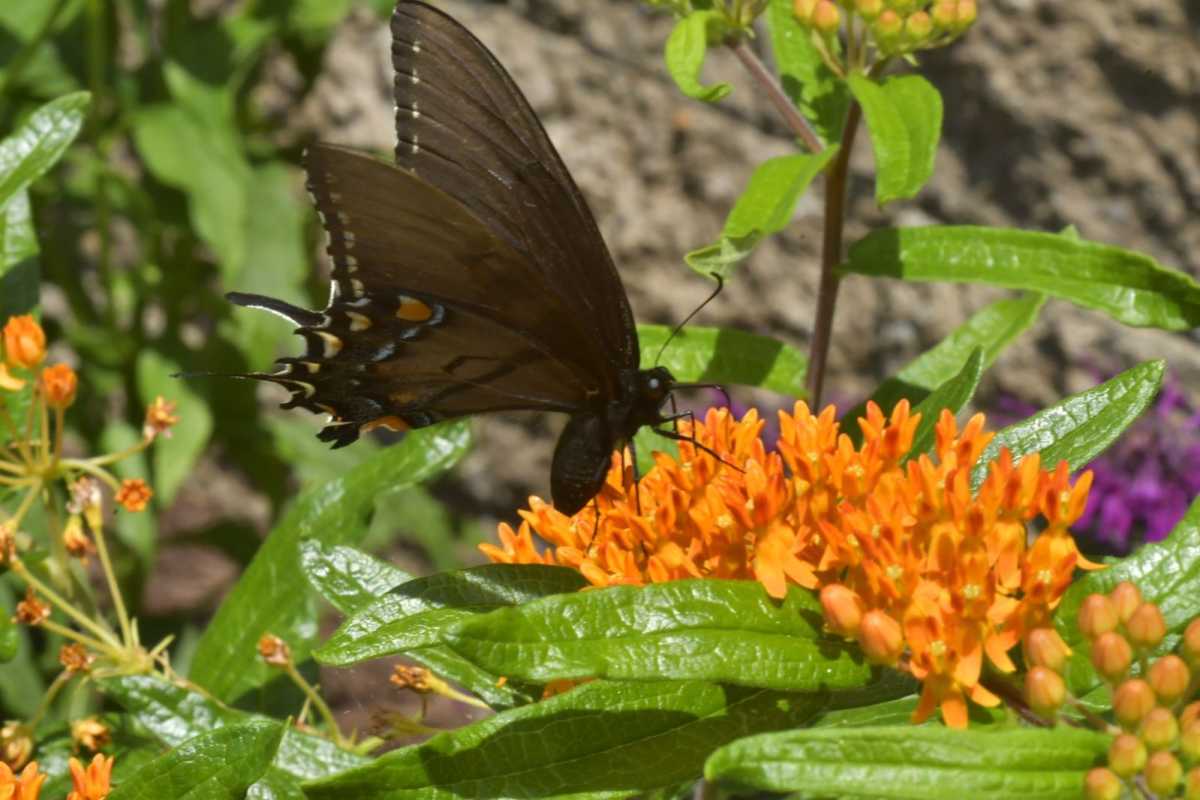 Plant native pollinator friendly plants when possible.