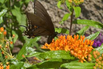 Plant native pollinator friendly plants when possible.