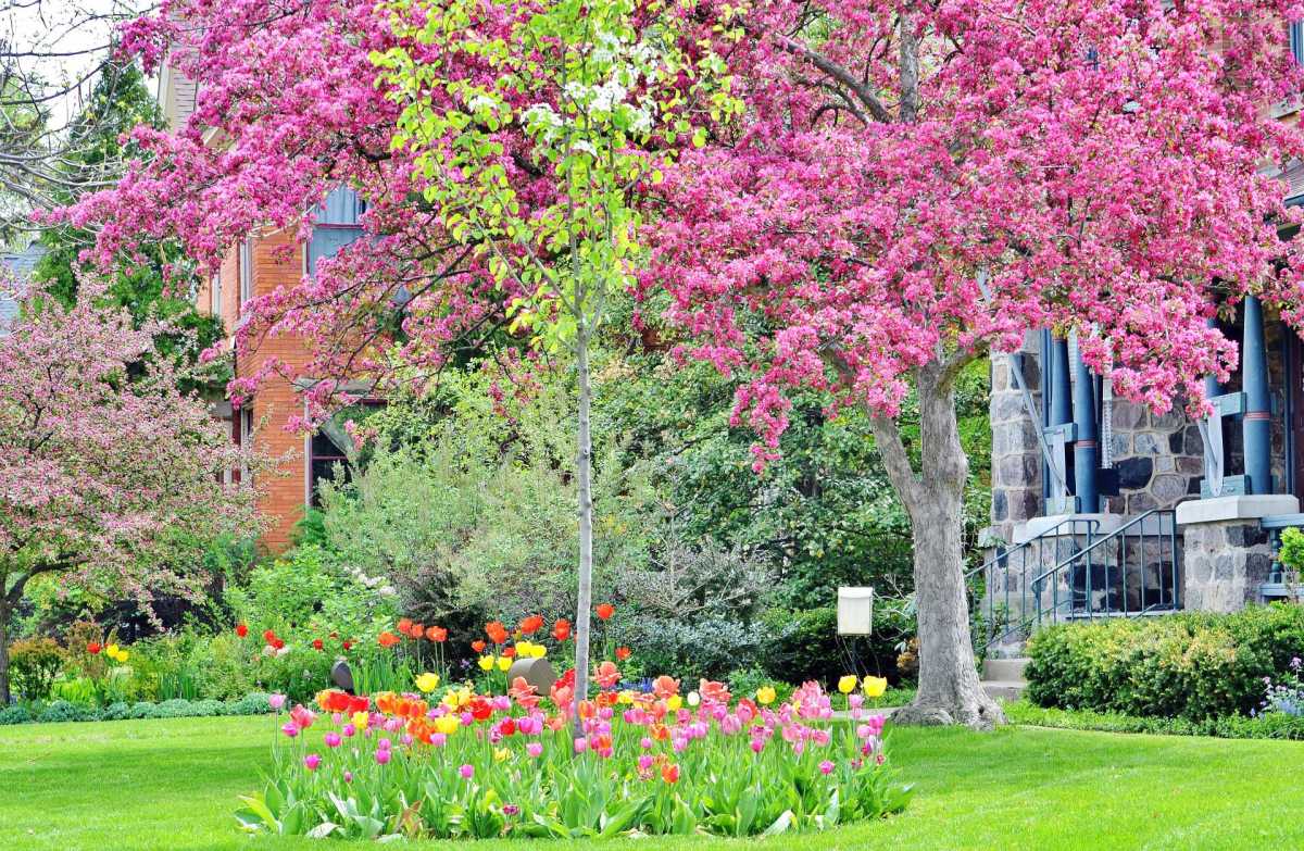 Specimen trees can add as much color as they do structure to your garden.